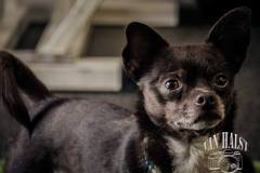 13680115_1738073406410413_6531150192113744911_o_1738073406410413